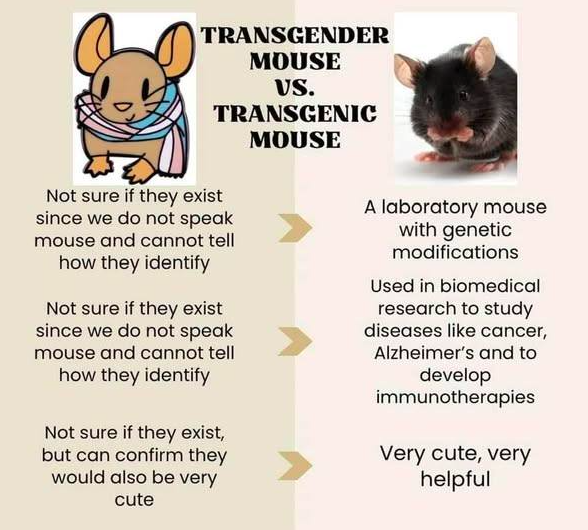 transgender mice, transgenic mice, can mice change gender, clinical neuroscience, clinical neuroscience ucl, Transgenic mice, transgenic mice study, transgenic mice models, transgenic mice may be used for testing of, what is meant by transgenic mice, transgenic mouse model, transgenic mice Alzheimers disease, how are transgenic mice made, why are mic used in neuroscience research, how have transgenic mice been used in the health industry, what is the purpose of a transgenic mouse, 