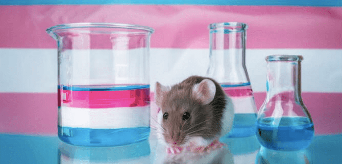 transgender mice, transgenic mice, can mice change gender, clinical neuroscience, clinical neuroscience ucl, Transgenic mice, transgenic mice study, transgenic mice models, transgenic mice may be used for testing of, what is meant by transgenic mice, transgenic mouse model, transgenic mice Alzheimers disease, how are transgenic mice made, why are mic used in neuroscience research, how have transgenic mice been used in the health industry, what is the purpose of a transgenic mouse,